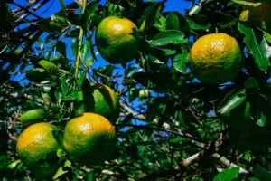 Especial 193 anos, Itaboraí Terra da Laranja tradição, memória e desenvolvimento que atravessam gerações