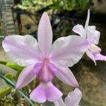 Orquidea 1