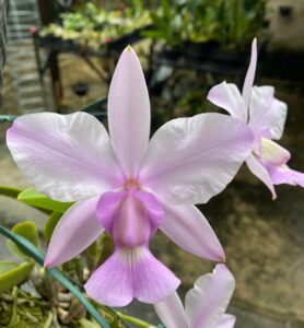 Orquidea 1