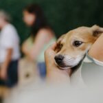 FEIRA PET