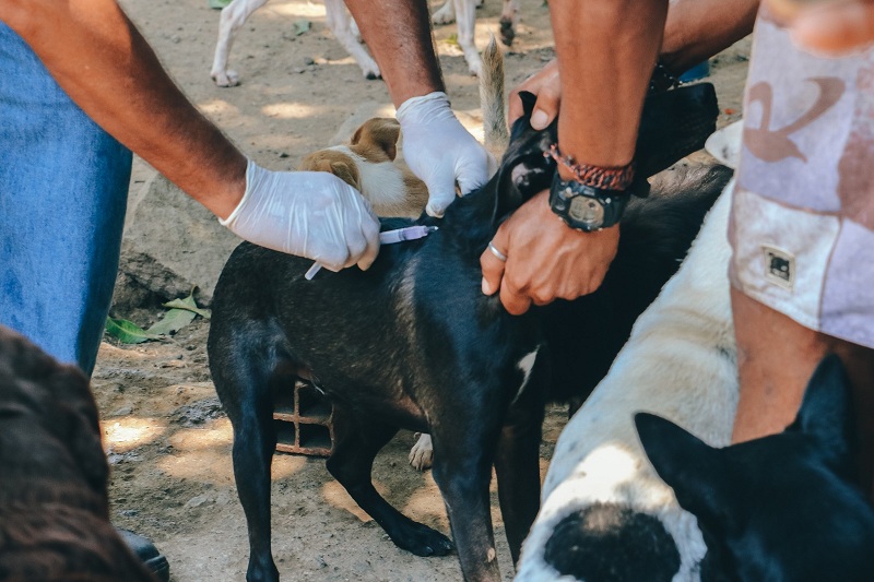 Itaboraí realiza vacinação antirrábica em diversos bairros a partir de setembro