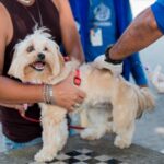 Itaboraí promove 7ª semana de vacinação antirrábica em oito bairros (3)