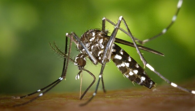 Mosquito da Dengue FotoDivulgação